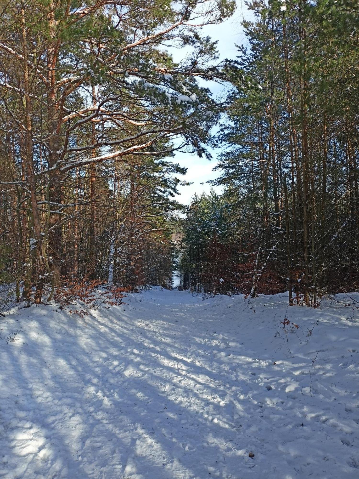 Lesna Ostoja Villa Borowy Mlyn Luaran gambar